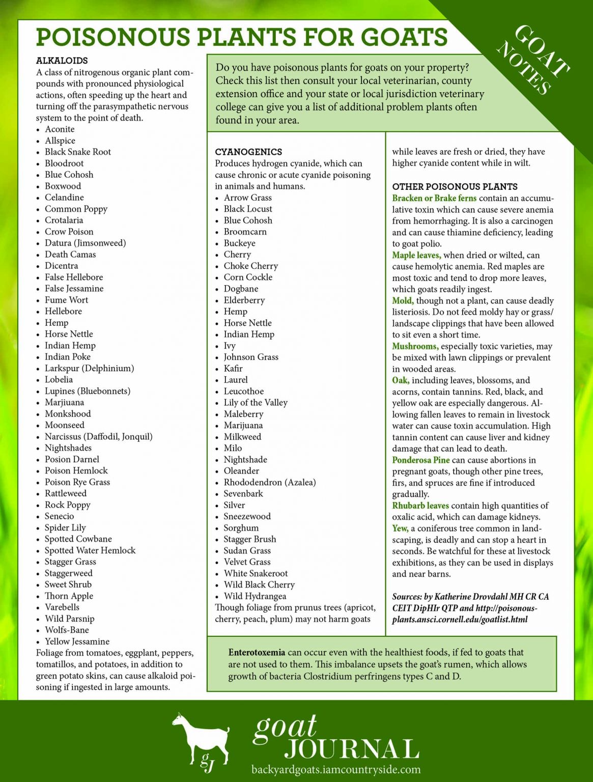 Poisonous Plants for Goats Backyard Goats